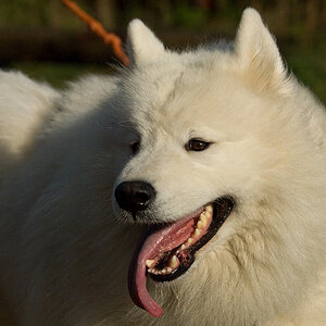 Husky4