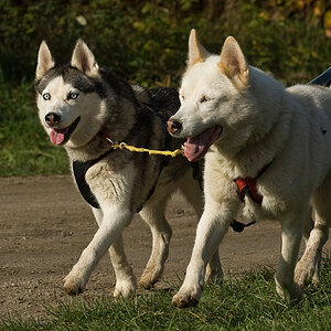Husky6