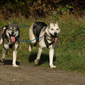 Husky7
