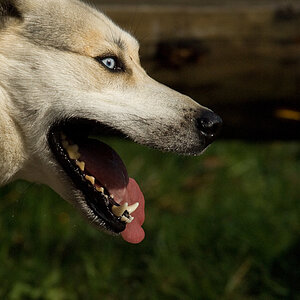Husky8