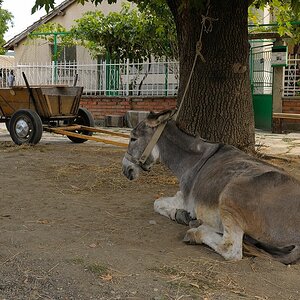 DSC 4268