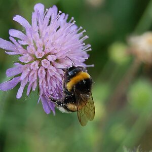 Hummel auf Blume (5)