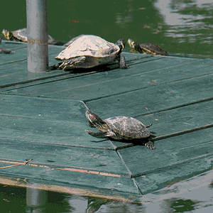 schildkrgif1