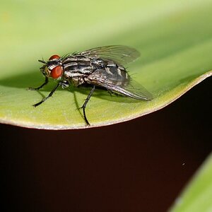 D40 + 90mm Tamron Macro
freihand