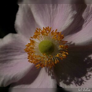 comp DSC 8100