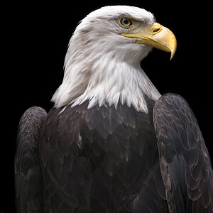 Weißkopfseeadler