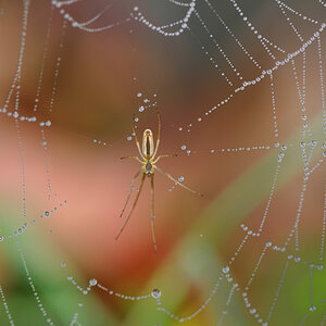 Spinne I