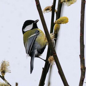 •Kohlmeise•
Nikon D300 mit Nikkor AF 4,0/300mm IF D ED (äquivalent 450mm )