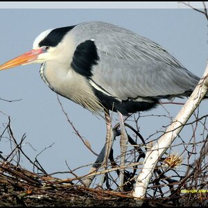 •Graureiher im Horst•
( Graureiher lat.: Ardea cinerea )
Bild 2., aus freier Natur ! Nikon D300 mit 1000mm Spiegelobjektiv und Sigma 2X Converter ( äq