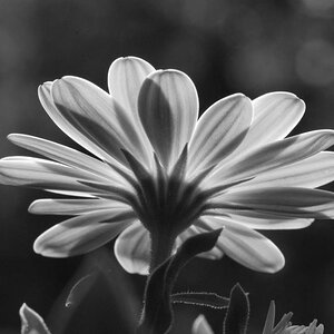 Macro Die Zweite 015