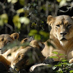 Löwinnen, aufgenommen im Duisburger Zoo