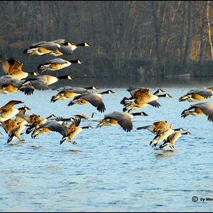 •Landeanflug•
Kanadagänse bei der Landung auf dem See Freigericht West.
Nikon D200 mit Sigma 4-5,6/70-300mm DG APO.