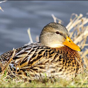•Stockente•
Ein liebes friedvolles Bild ! ( Denke ich, viele die es gesehen haben bestätigen dies. )
Nikon D300 mit Nikkor AF 4,0/300mm IF D ED ( äqui