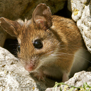 Maus 2