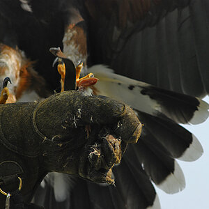 Greifvogelshow im Wildpark Edersee - vermutlich Rotmilan bei der Landung auf dem Handschuh.
Nikon D80, ISO 320, 1/750sec, Blende leider nicht mehr in 