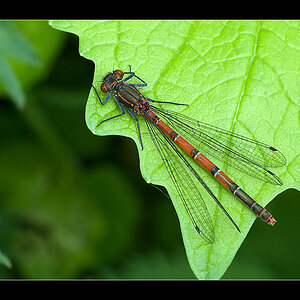 Libelle