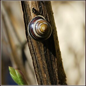 schnecke