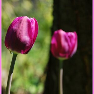 tulpen