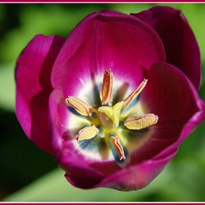 tulpe