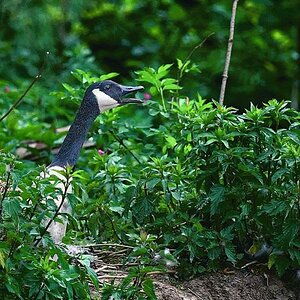 Kocks Loch 0041