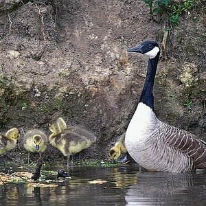 Kocks Loch 0008