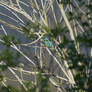Eisvogel