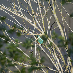 Eisvogel