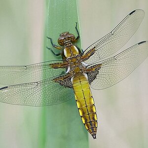 Kocks Loch 0151aa