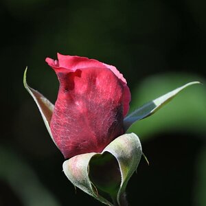 DSC 0039w