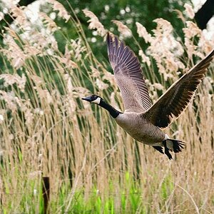 Kocks Loch 0159a