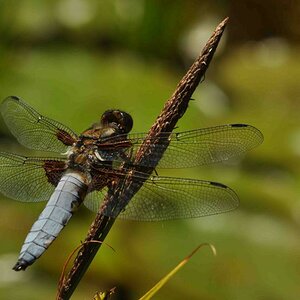 Libellula depressa