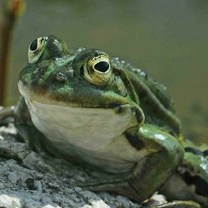 Frosch