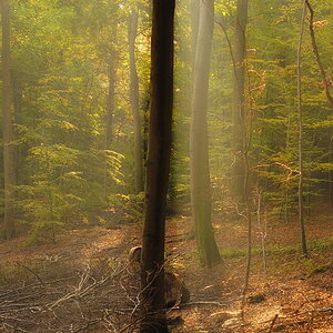 gegenlicht im stammschatten