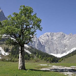 Baum im gr. Ahornboden
