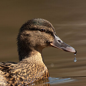Ente web
