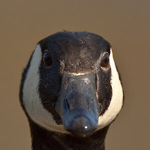 gans frontal1