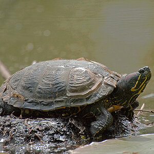 Schildkröte