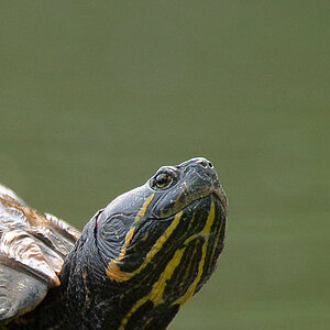 Schildkröte1