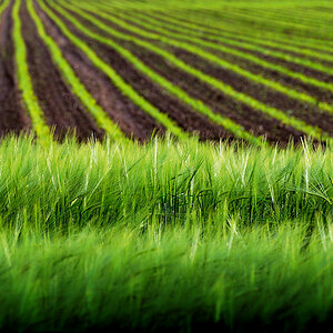Feld im Münsterland