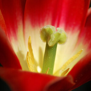 blume4 BY DENNIS S