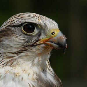 saupark sakarfalke 3