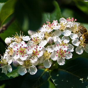 2009 05 01 Biene auf Aronia
