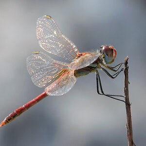 Libelle Spanien