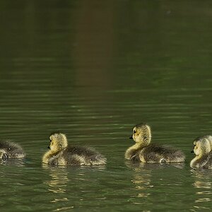 comp Kocks Loch 0024