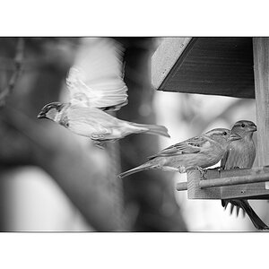 VogelPZ1 2170