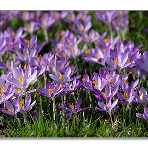 Krokusse