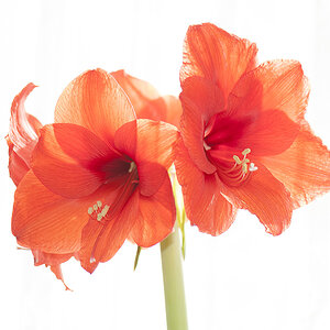 7003156 Amaryllis