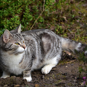 DSC 0187 Katze