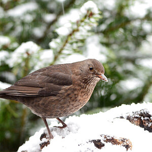 DSC 0373 Amsel