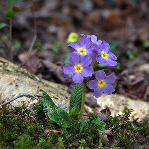 DSC 0869 Frühling